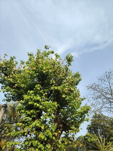 茂盛绿植