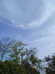 蓝天绿树间的悠然景致