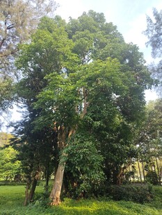 葱郁树林中的高大树木