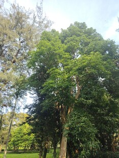 葱郁大树