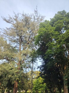 茂密树林中的高大树木