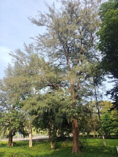 户外葱郁树木景观