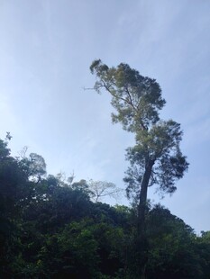 孤树挺立在葱郁山林间