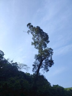 孤树挺立蓝天青山间