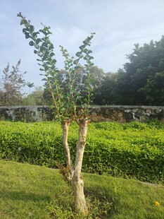 绿意盎然的户外小树景观