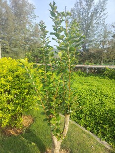 绿意盎然的园林植物