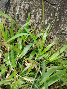 墙边嫩绿丛生野草