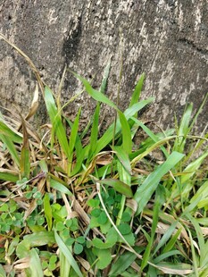 墙边生长的嫩绿野草