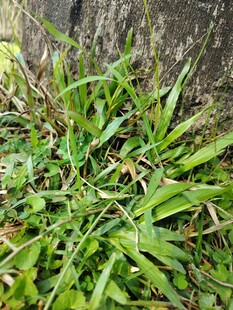 草丛中的翠绿植物