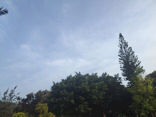 蓝天绿树风景