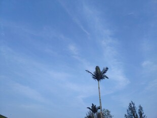 蓝天 植物