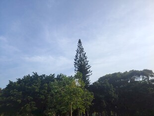 蓝天绿树间的挺拔树木