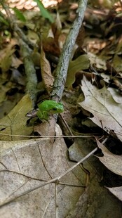 枯叶上的一抹绿意