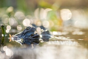 水中青蛙静谧自然景象
