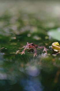 青蛙