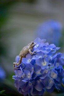 壁虎栖于蓝绣球花上