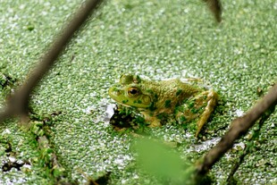 水面漂浮的绿色藻类植物