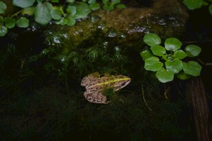 水中的蛙与水生植物