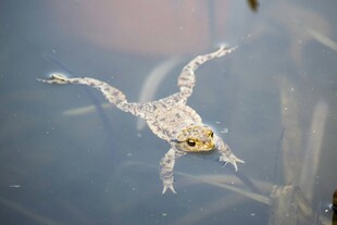 水中青蛙特写