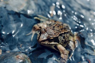 岩石上的青蛙