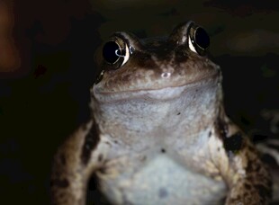 特写青蛙凝视的两栖生物