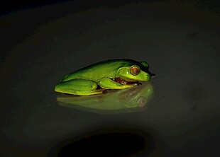 夜间的翠绿青蛙