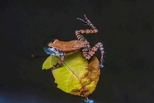 青蛙