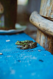 蓝色地面上的一只青蛙