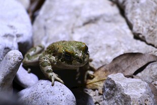 岩石上的青蛙
