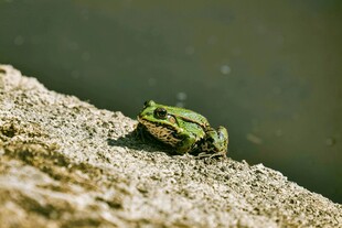 岩石上的绿色青蛙