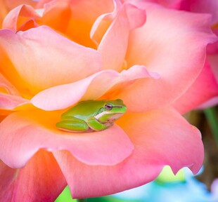粉花中的绿色青蛙