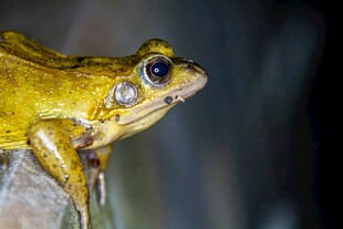 黄色青蛙特写