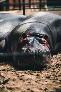 趴着的河马