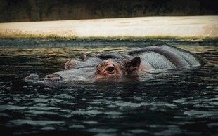 水中的河马