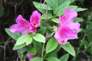 杜鹃花