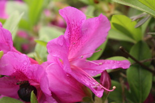 杜鹃花