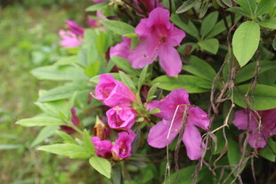 杜鹃花