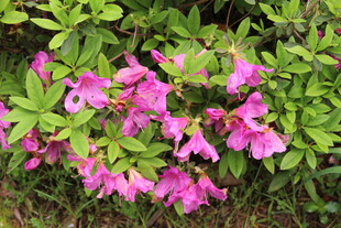 杜鹃花