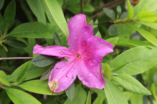 杜鹃花
