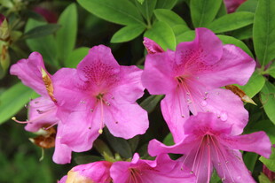 杜鹃花