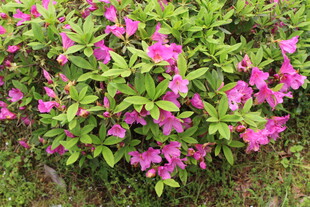 杜鹃花
