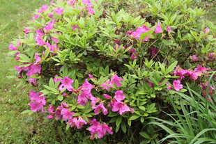 杜鹃花