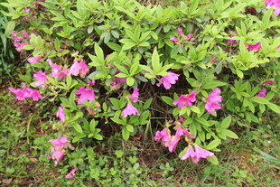 杜鹃花