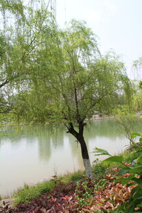 柳树