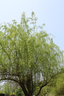 柳树