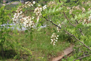 刺槐花