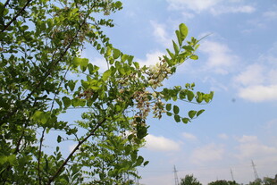 刺槐花