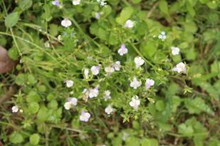 通泉草属