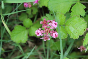 茅莓花