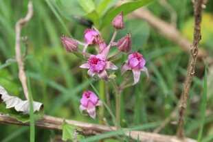 茅莓花